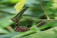 Ceropegia decaisneana